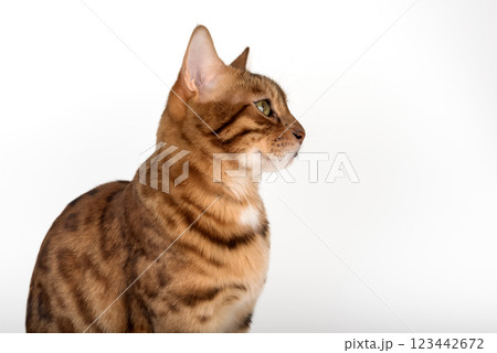 Studio portrait of young bengal cat looking away on white background. 123442672