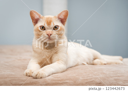 The cat lies on the bed. 123442673