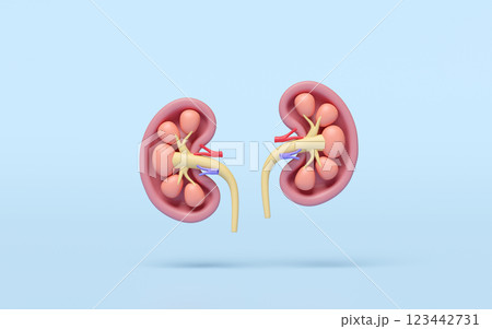 3d human kidney cross section isolated on blue background. world kidney day concept, 3d illustration render 123442731