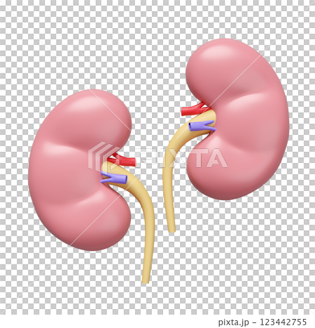 3d kidney human realistic isolated. world kidney day concept, 3d illustration render 123442755