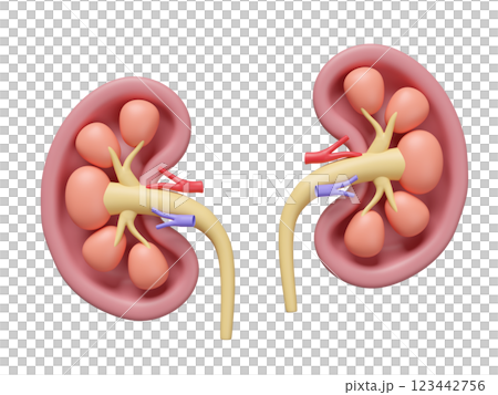 3d human kidney cross section isolated. world kidney day concept, 3d illustration render 3d human kidney cross section isolated. world kidney day concept, 3d illustration render 123442756