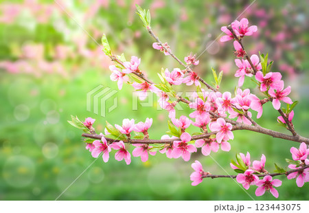 Spring, peach blossom branches on the blurred background of a green garden, copy space 123443075