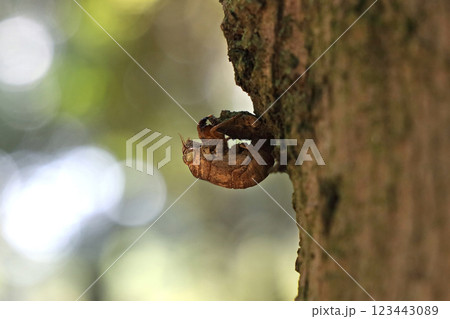 ニイニイゼミの抜け殻 123443089