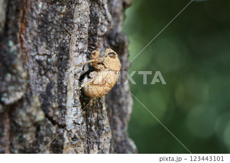 ニイニイゼミの抜け殻 123443101