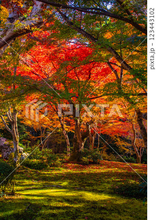 【京都風景】圓光寺　絶景の紅葉をいつまでも見ていたい美しさ 123443102
