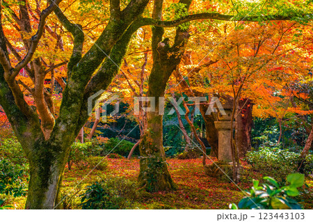 【京都風景】圓光寺　絶景の紅葉をいつまでも見ていたい美しさ 123443103