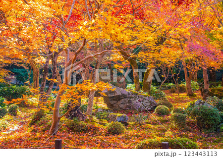 【京都風景】圓光寺　絶景の紅葉をいつまでも見ていたい美しさ 123443113
