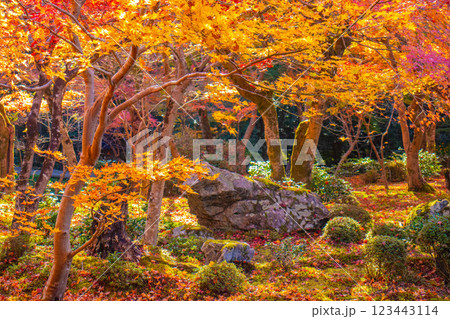 【京都風景】圓光寺 絶景の紅葉をいつまでも見ていたい美しさ 【京都風景】圓光寺 絶景の紅葉をいつまでも見ていたい美しさ 123443114