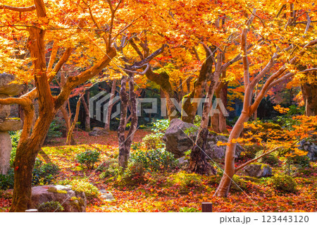 【京都風景】圓光寺　絶景の紅葉をいつまでも見ていたい美しさ 123443120