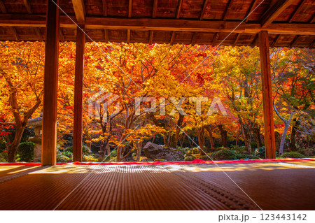 【京都風景】圓光寺　絶景の紅葉をいつまでも見ていたい美しさ 123443142