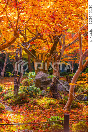 【京都風景】圓光寺 絶景の紅葉をいつまでも見ていたい美しさ 【京都風景】圓光寺 絶景の紅葉をいつまでも見ていたい美しさ 123443150