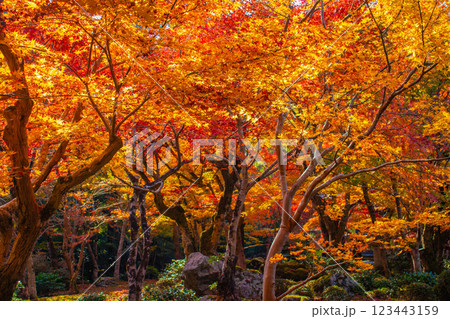 【京都風景】圓光寺　絶景の紅葉をいつまでも見ていたい美しさ 123443159