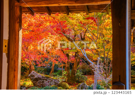 【京都風景】圓光寺 絶景の紅葉をいつまでも見ていたい美しさ 【京都風景】圓光寺 絶景の紅葉をいつまでも見ていたい美しさ 123443165