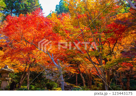 【京都風景】圓光寺　絶景の紅葉をいつまでも見ていたい美しさ 123443175