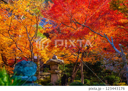 【京都風景】圓光寺　絶景の紅葉をいつまでも見ていたい美しさ 123443176