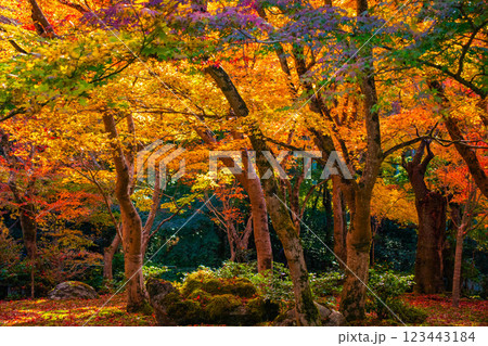 【京都風景】圓光寺　絶景の紅葉をいつまでも見ていたい美しさ 123443184