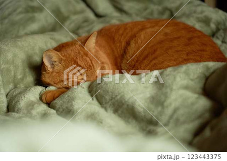 布団の上でリラックスして眠る猫 布団の上でリラックスして眠る猫 123443375