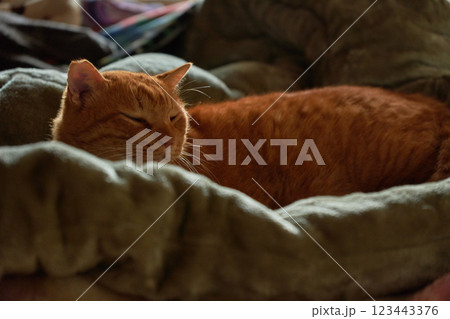 布団の上で眠たげに薄目を開ける猫 123443376