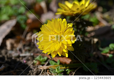 福を招く福寿草 123443605