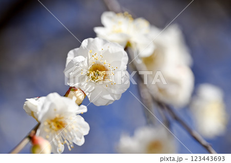青空に映える白梅 123443693