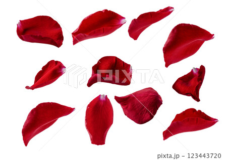 Assortment of red rose petals cut out on white background for creative design. Delicate floral accents for romantic holiday decor. Scattered rose petals composition isolated on white. 123443720