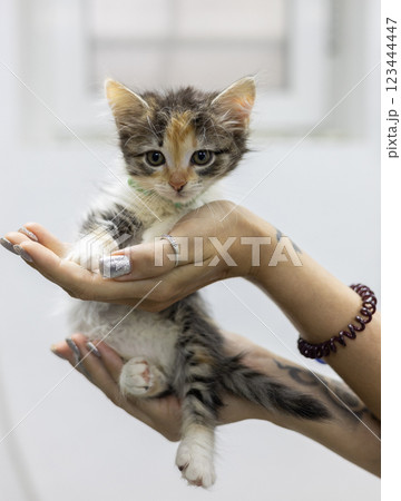 A veterinarian carefully holds a small homeless kitten in her arms providing it with care and support at a veterinary clinic The image shows the importance of rescuing and adopting abandoned animals. A veterinarian carefully holds a small homeless kitten in her arms providing it with care and support at a veterinary clinic The image shows the importance of rescuing and adopting abandoned animals. 123444447