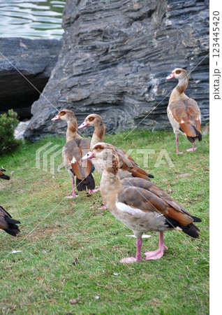 group Nile Egyptian Geese, Alopochen aegyptiaca group Nile Egyptian Geese, Alopochen aegyptiaca 123445420