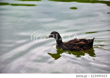 Cayuga duck in a pond Cayuga duck in a pond 123445423