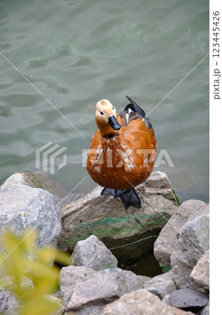 Ruddy Shelduck Tadorna Ruddy Shelduck Tadorna 123445426