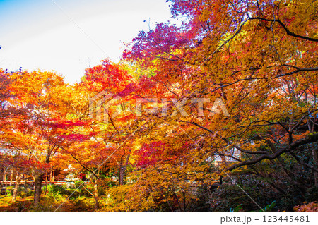 【京都風景】圓光寺 絶景の紅葉をいつまでも見ていたい美しさ 【京都風景】圓光寺 絶景の紅葉をいつまでも見ていたい美しさ 123445481