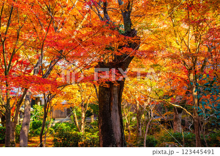 【京都風景】圓光寺　絶景の紅葉をいつまでも見ていたい美しさ 123445491
