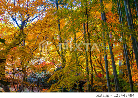 【京都風景】圓光寺 絶景の紅葉をいつまでも見ていたい美しさ 【京都風景】圓光寺 絶景の紅葉をいつまでも見ていたい美しさ 123445494