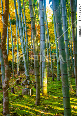 【京都風景】圓光寺 絶景の紅葉をいつまでも見ていたい美しさ 【京都風景】圓光寺 絶景の紅葉をいつまでも見ていたい美しさ 123445497