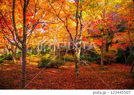 【京都風景】圓光寺　絶景の紅葉をいつまでも見ていたい美しさ 123445507