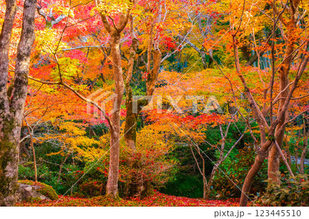 【京都風景】圓光寺　絶景の紅葉をいつまでも見ていたい美しさ 123445510