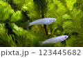 メダカ 123445682