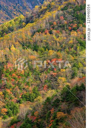 森林が色づく紅葉の風景、秋の訪れを感じる壮大な山岳景観 123446054