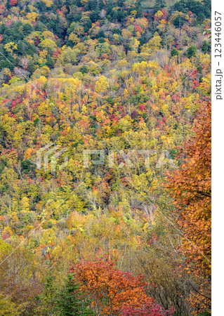 森林が色づく紅葉の風景、秋の訪れを感じる壮大な山岳景観 森林が色づく紅葉の風景、秋の訪れを感じる壮大な山岳景観 123446057