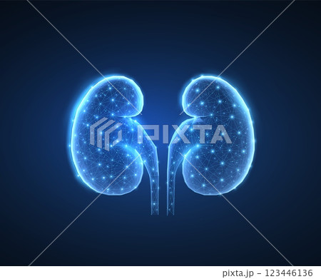 Kidney. Urological health, organ donation, medical technology, human anatomy 123446136