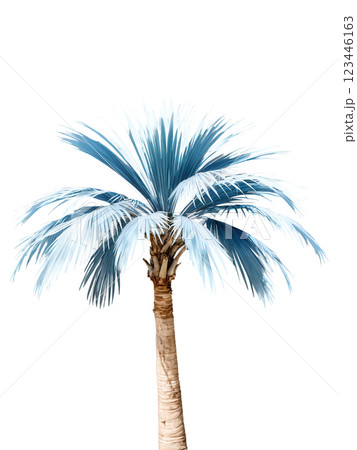 Bismarck Palm, silvery-blue leaves, stout trunk, isolated on transparent background, blur, sharp focus. 123446163