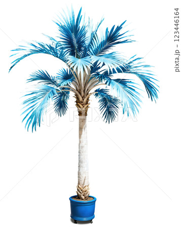 Bismarck Palm Tree, silver-blue leaves, dramatic top lighting, professional product photography, premium advertising style 123446164