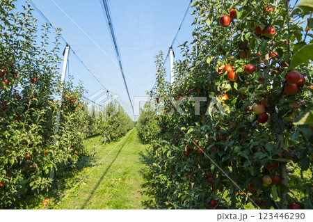 Red ripe apples on a tree. Apple bio orchard. Harvesting, healthy lifestyle, bio production and summer concept 123446290