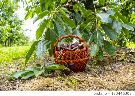 Basket of fresh ripe bio cherries in a garden. Harvesting, healthy lifestyle, bio production and summer concept 123446305