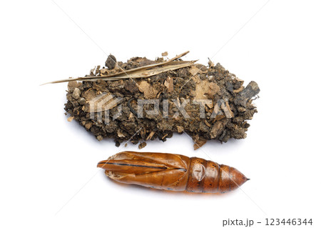 Top view of pupa cocoon and house of Oleander Hawk moth or Daphnis nerii on white background 123446344