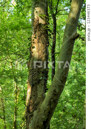 sunlit tree sunlit tree 123446373