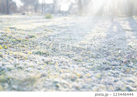 Grass with frost in the winter 123446444