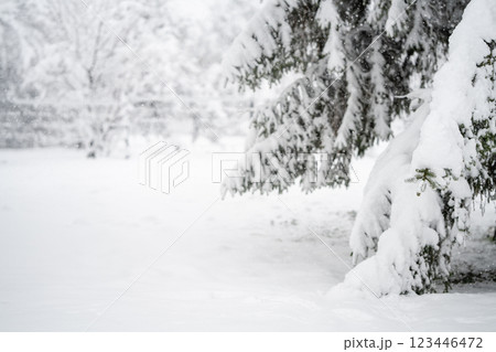 Snow covered trees. Winter forest 123446472