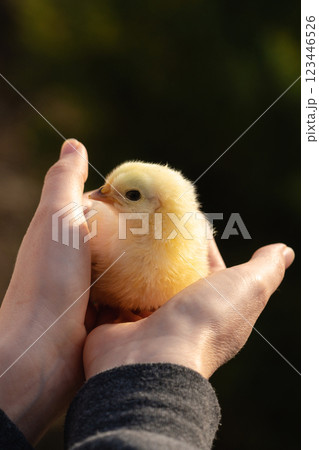 Yellow chicken in farmer's hand. Poultry farm Yellow chicken in farmer's hand. Poultry farm 123446526