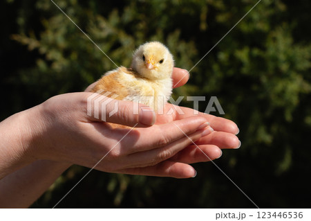Yellow chicken in farmer's hand. Poultry farm 123446536