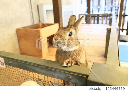 板橋区立こども動物園（東板橋公園内）　うさぎ 123446559